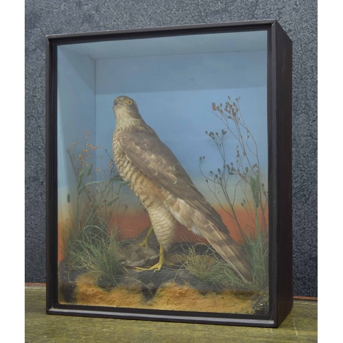 644 - Taxidermy - a Buzzard with prey, mounted in a naturalistic setting with grasses, within a glazed box... 