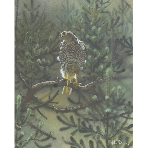 657 - John E Davis (b.1958) - Bird of Prey on the branch of a Pine tree, signed, gouache, 12.25 x 10