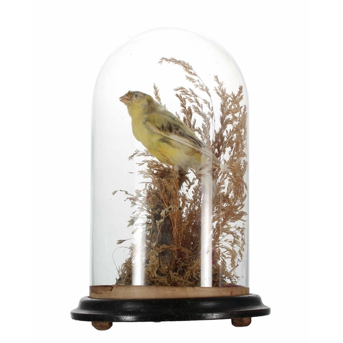 640 - Taxidermy interest - Yellow Canary, possibly American, mounted perched on a small branch on a natura... 