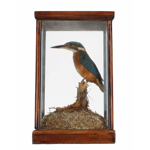 641 - Taxidermy interest - Kingfisher, mounted upon a small branch on a naturalistic grass mound, within a... 