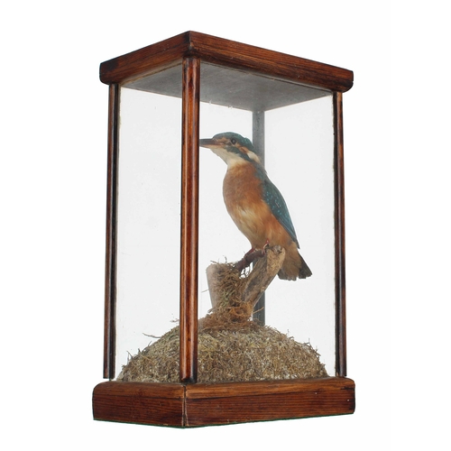 641 - Taxidermy interest - Kingfisher, mounted upon a small branch on a naturalistic grass mound, within a... 