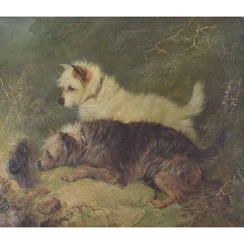 805 - George Armfield (1810-1893) - Two dogs beside a rabbit hole, signed and indistinctly dated, oil on c... 