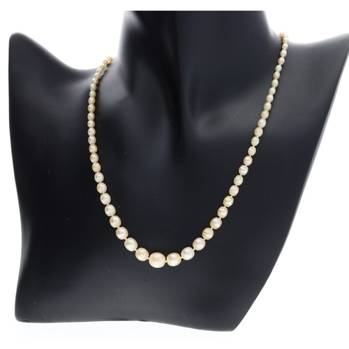 68 - Attractive antique graduated pearl necklace with a very fine diamond and sapphire white metal clasp,... 