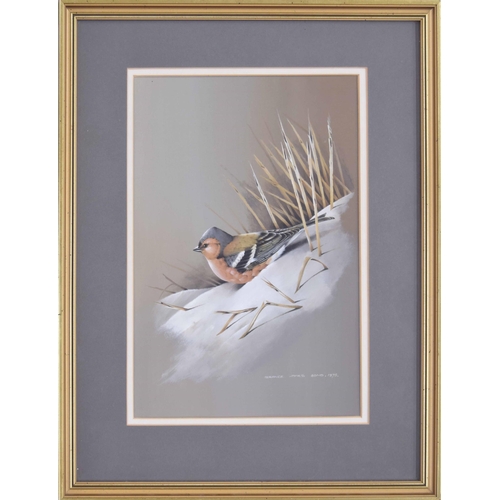 690 - Terence James Bond (b.1946) - 'Chaffinch', signed and dated 1975, watercolour and gouache, gallery l... 