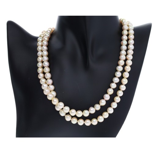 560 - Good double row cultured pearl necklace, with a 14ct yellow gold clasp, the pearls 8mm, 70gm, 18