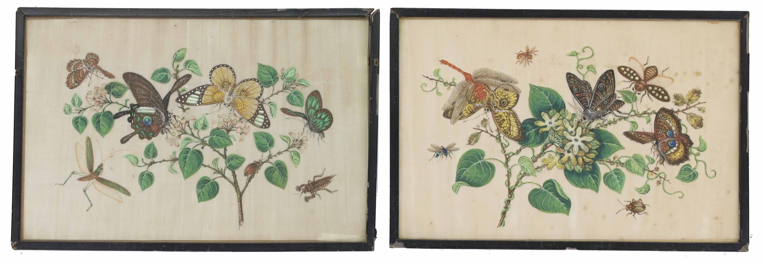 Chinese School (19th/20th century) - Butterflies and other Insects upon ...