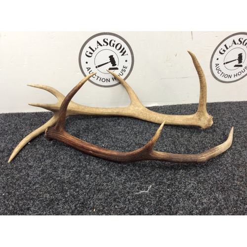 298 - 2 antlers