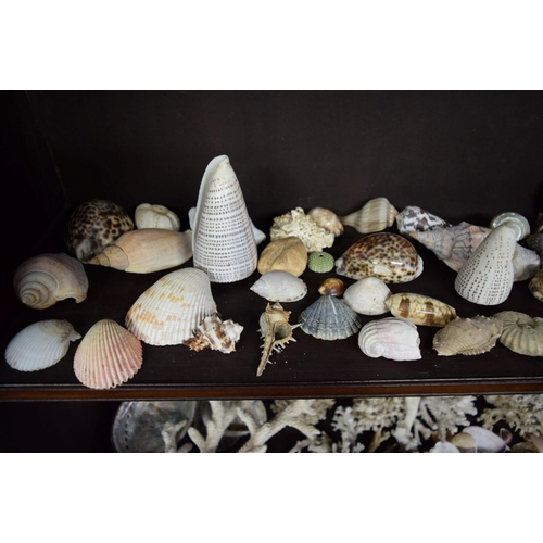 1884 - A collection of shells and coral formation.