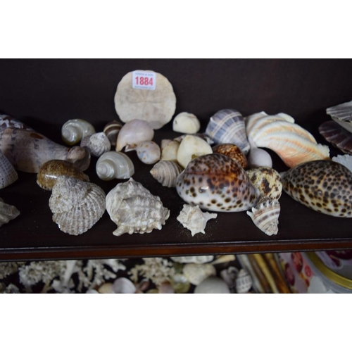 1884 - A collection of shells and coral formation.