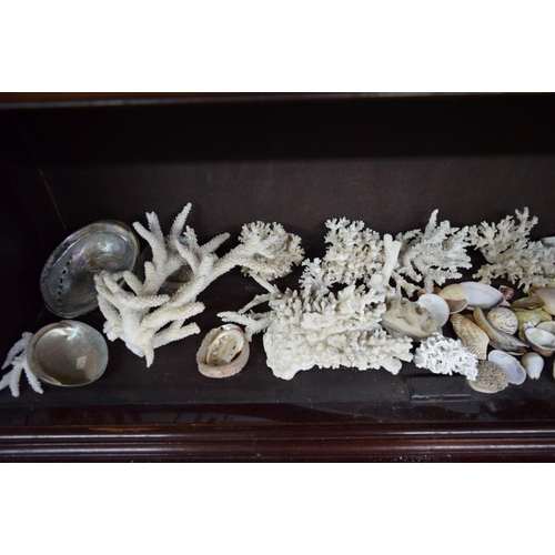 1884 - A collection of shells and coral formation.