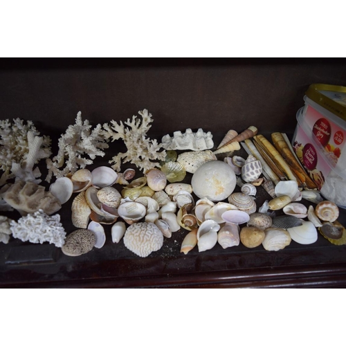 1884 - A collection of shells and coral formation.