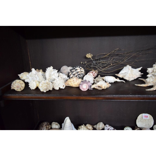 1884 - A collection of shells and coral formation.