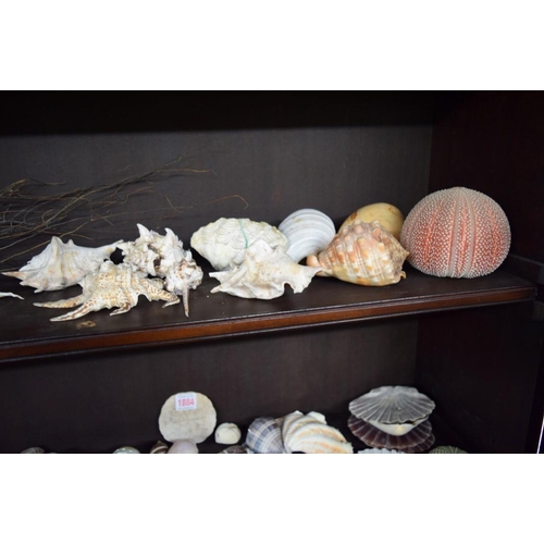 1884 - A collection of shells and coral formation.