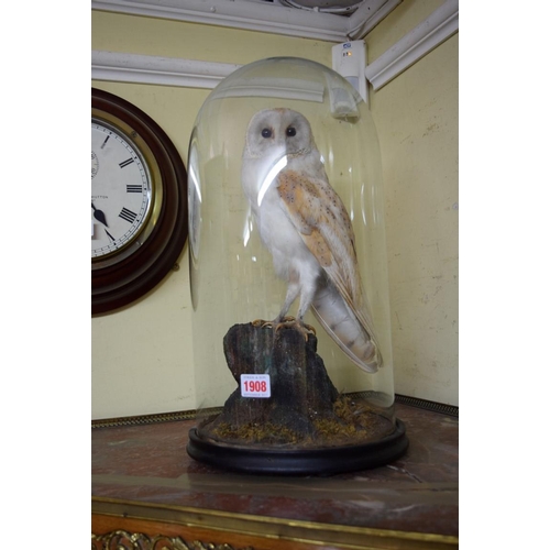 1908 - Taxidermy: a barn owl, under a glass dome, total height 46cm.