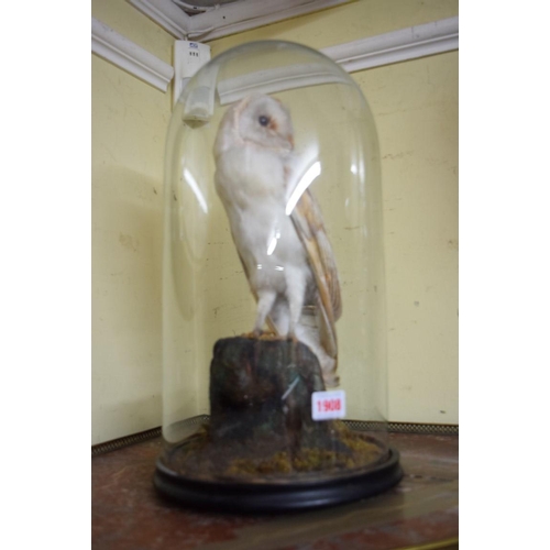 1908 - Taxidermy: a barn owl, under a glass dome, total height 46cm.