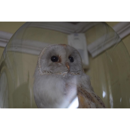 1908 - Taxidermy: a barn owl, under a glass dome, total height 46cm.