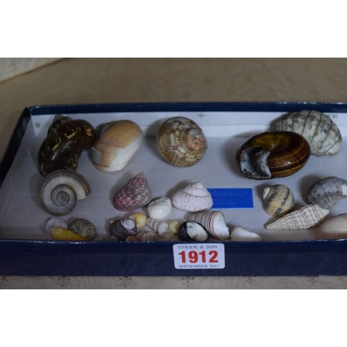 1912 - A small collection of snail shells, land and sea.