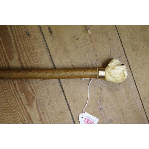 1836 - A novelty carved ivory walking cane, the terminal carved in the form of a bulldog's head.... 