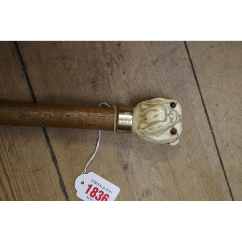 1836 - A novelty carved ivory walking cane, the terminal carved in the form of a bulldog's head.... 