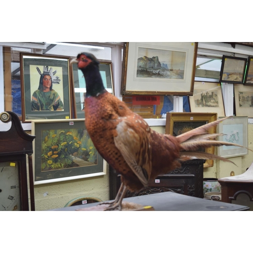 1276 - Taxidermy: a pheasant. 