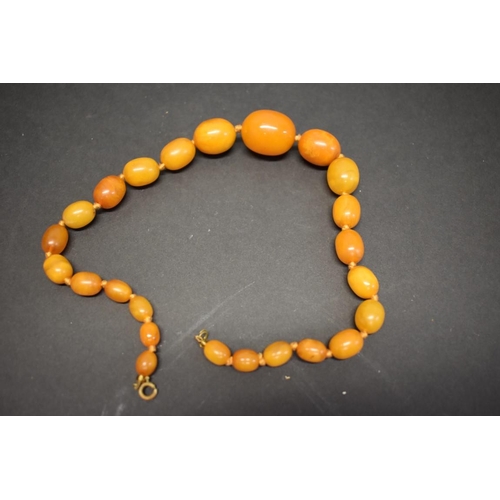 186 - A string of graduated butterscotch amber style beads, 42.5cm, 37.6g