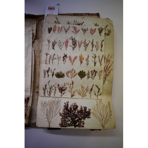 563 - DRIED SEAWEED SAMPLES: extensive collection of dried seaweed specimens, mounted in multiples to foli... 