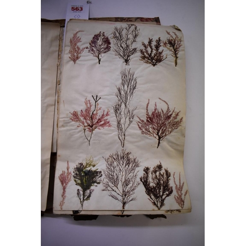 563 - DRIED SEAWEED SAMPLES: extensive collection of dried seaweed specimens, mounted in multiples to foli... 