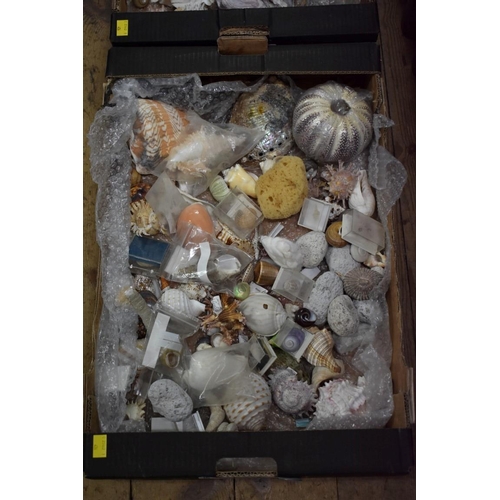 1463 - A small collection of exotic shells, (2 boxes). 