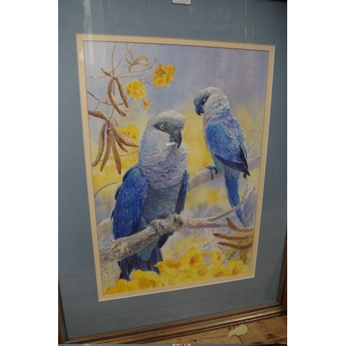 1491 - Brenda Longman, 'Spix Macaws', signed, watercolour, 47.5 x 33cm; together with five other simil... 