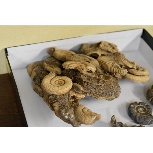 1668 - Fossils: a group of ammonites, shark's teeth, and others.