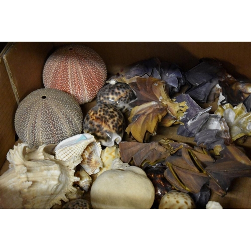 1761 - A collection of exotic shells. (2 boxes)