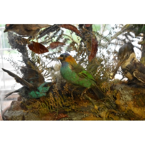 1897 - Taxidermy: a group of thirteen exotic birds, on ebonized stand, with glass dome, total height 51cm.... 