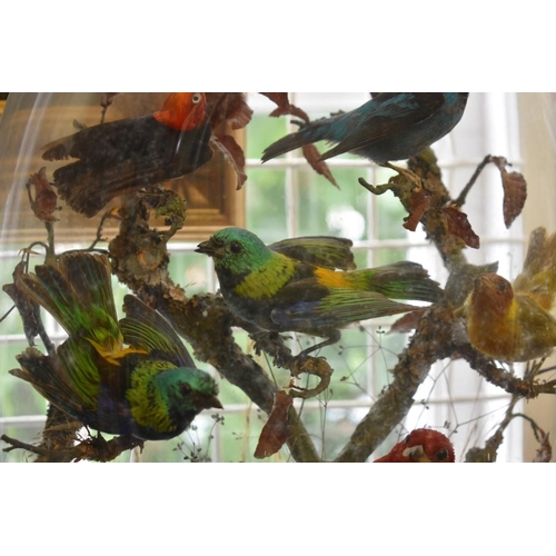 1897 - Taxidermy: a group of thirteen exotic birds, on ebonized stand, with glass dome, total height 51cm.... 