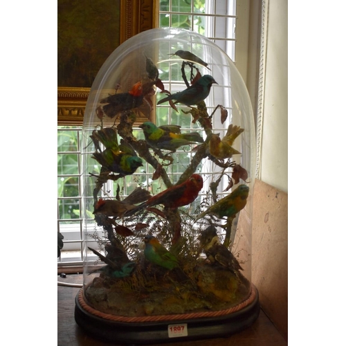 1897 - Taxidermy: a group of thirteen exotic birds, on ebonized stand, with glass dome, total height 51cm.... 