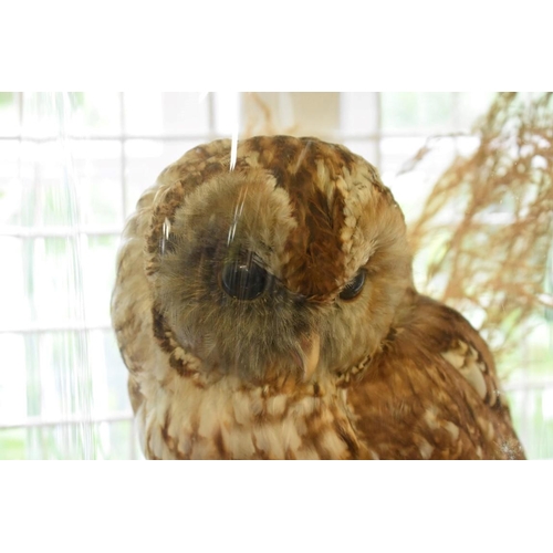 1905 - Taxidermy: a Tawny Owl, in a naturalistic setting, with toadstools, a beetle and bee, on ebonized ba... 