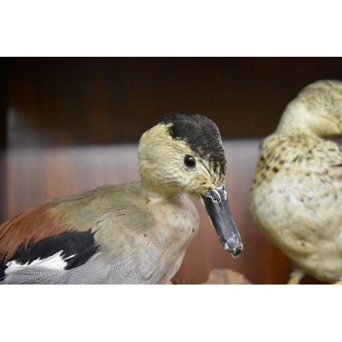 1933 - Taxidermy: a pair of Ringed Teal Ducks, on weathered stump.