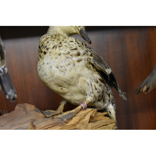 1933 - Taxidermy: a pair of Ringed Teal Ducks, on weathered stump.