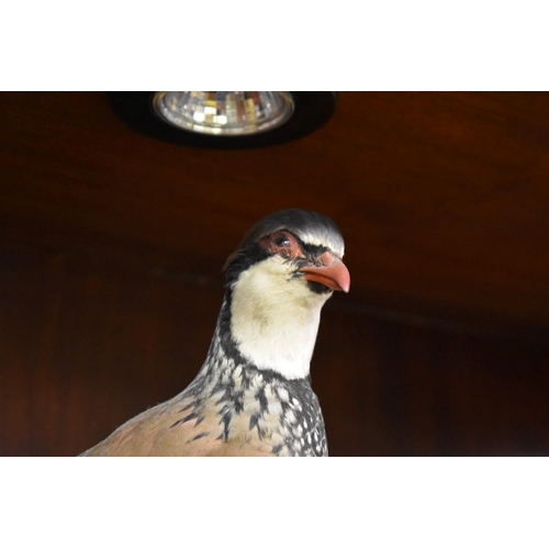 1934 - Taxidermy: a Red Legged Partridge, on mound base. 