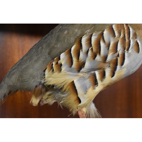 1934 - Taxidermy: a Red Legged Partridge, on mound base. 