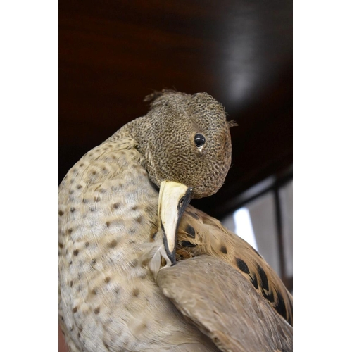 1936 - Taxidermy: a female Gadwall Duck, on mound base.