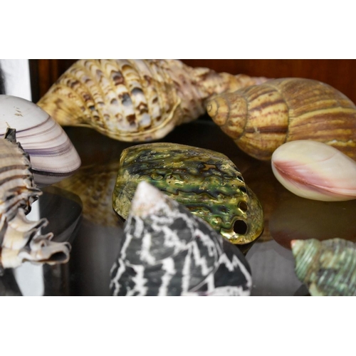 1937 - A collection of exotic shells. (One shelf)