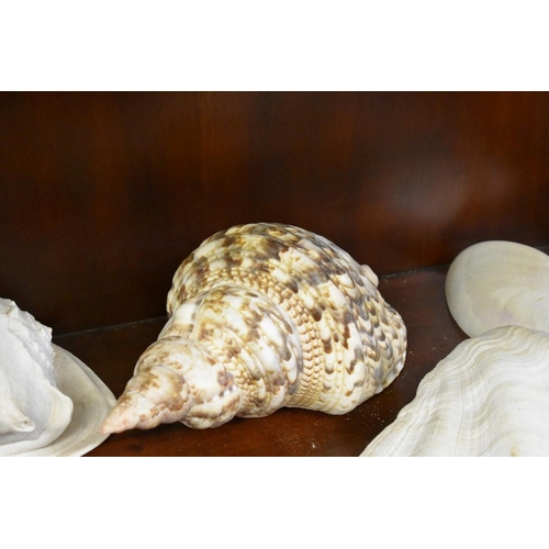 1939 - A collection of exotic shells. (One shelf)