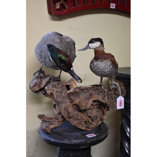 1960 - Taxidermy: a male Falcated Duck and a male Ruddy Duck, on a weathered stump.