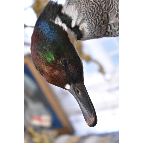 1960 - Taxidermy: a male Falcated Duck and a male Ruddy Duck, on a weathered stump.