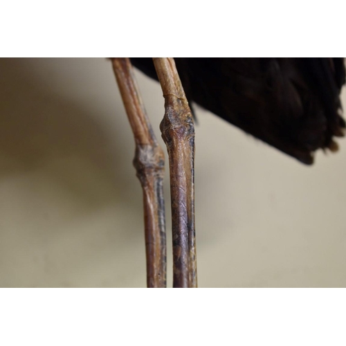 1964 - Taxidermy: two Red Herons, each on stand, largest 64cm high. 