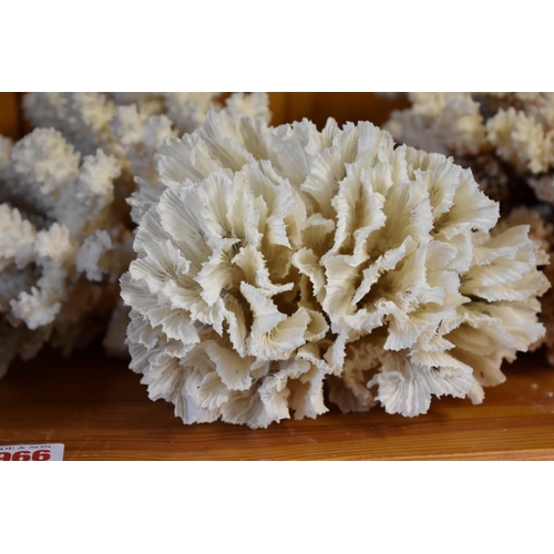 1966 - A collection of coral specimens and similar. 