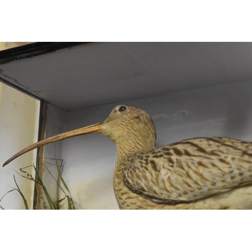 1972 - Taxidermy: a Curlew, in a naturalistic setting with painted background, in a glazed case, 44.5 x 61c... 