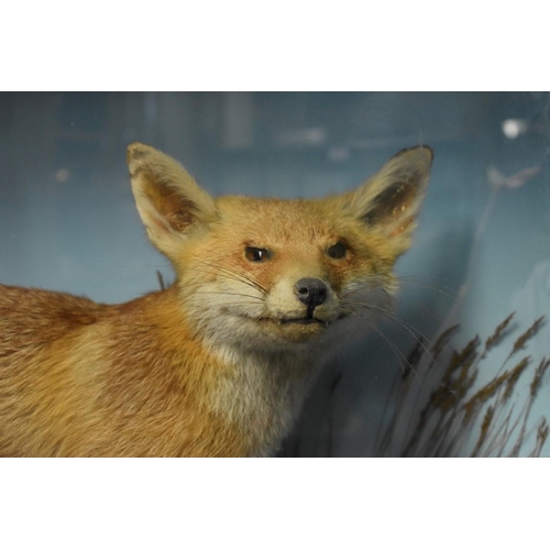 1974 - Taxidermy: a Fox, in glass fronted case, 67.5 x 92cm.