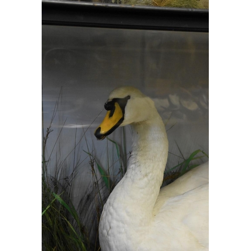 1975 - Taxidermy: a Swan, in a naturalistic setting, in glazed case, 98.5 x 126cm.