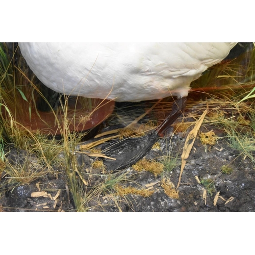 1975 - Taxidermy: a Swan, in a naturalistic setting, in glazed case, 98.5 x 126cm.